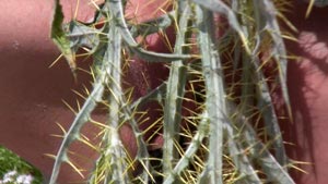 Thistle Thirst